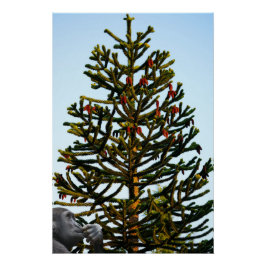Monkey Puzzle. Perfect Poster