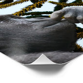 Monkey Puzzle. Perfect Poster (Hoek)