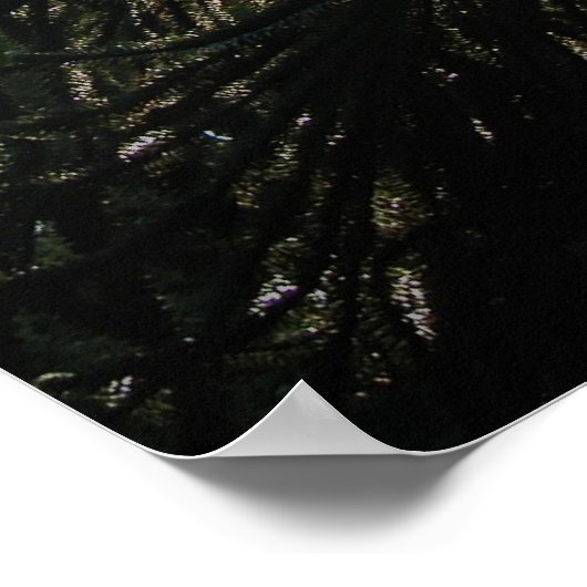 Monkey Puzzle Poster (Hoek)