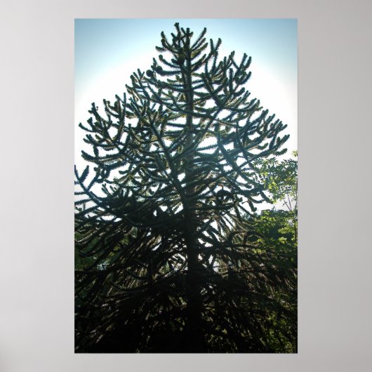 Monkey Puzzle Poster (Voorkant)