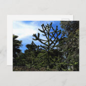 Monkey Puzzle Tree #1 Briefkaart (Voorkant / Achterkant)