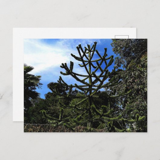 Monkey Puzzle Tree #1 Briefkaart (Voorkant / Achterkant)