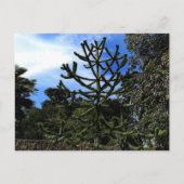 Monkey Puzzle Tree #1 Briefkaart (Voorkant)