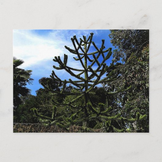 Monkey Puzzle Tree #1 Briefkaart (Voorkant)