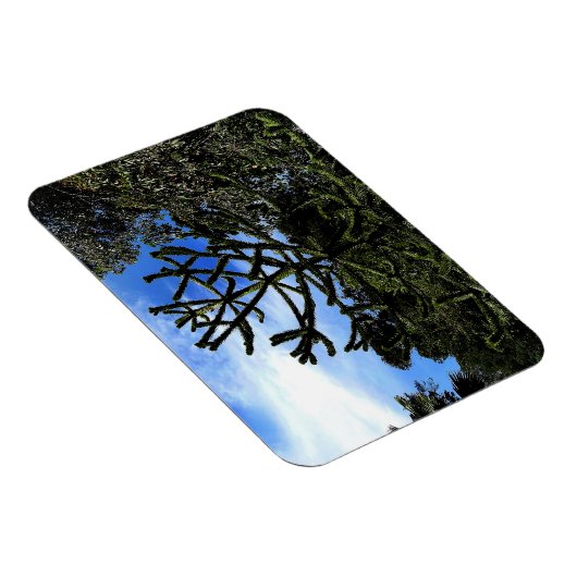 Monkey Puzzle Tree #1 Magnet Magneet (Rechterzijde)