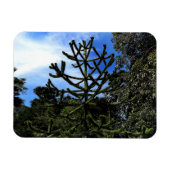 Monkey Puzzle Tree #1 Magnet Magneet (Horizontaal)
