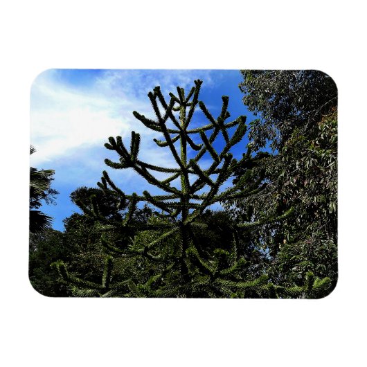 Monkey Puzzle Tree #1 Magnet Magneet (Horizontaal)