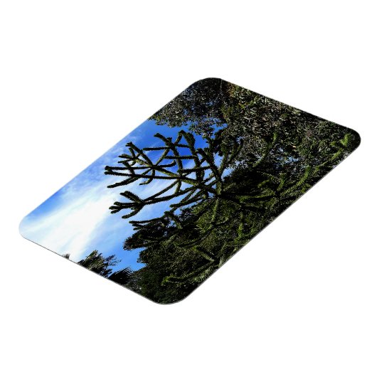 Monkey Puzzle Tree #1 Magnet Magneet (Linkerzijde)