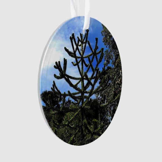 Monkey Puzzle Tree #1 Ornament (voorkant)