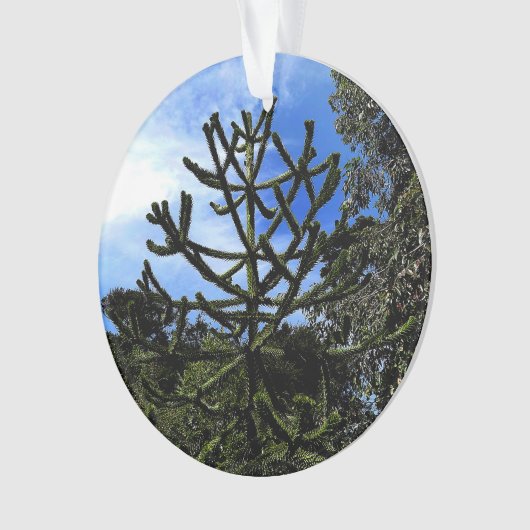 Monkey Puzzle Tree #1 Ornament (voorkant)