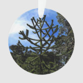 Monkey Puzzle Tree #1 Ornament (voorkant)