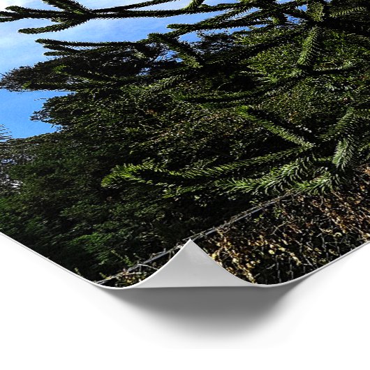 Monkey Puzzle Tree #1 Poster (Hoek)