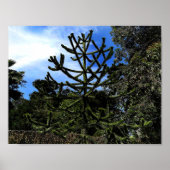 Monkey Puzzle Tree #1 Poster (Voorkant)