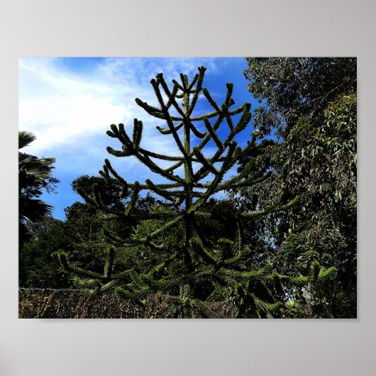Monkey Puzzle Tree #1 Poster (Voorkant)