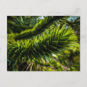 Monkey Puzzle Tree - Tree Fotografie Briefkaart