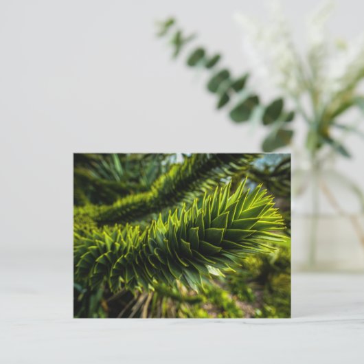 Monkey Puzzle Tree - Tree Fotografie Briefkaart (Staand voorkant)