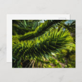Monkey Puzzle Tree - Tree Fotografie Briefkaart (Voorkant / Achterkant)