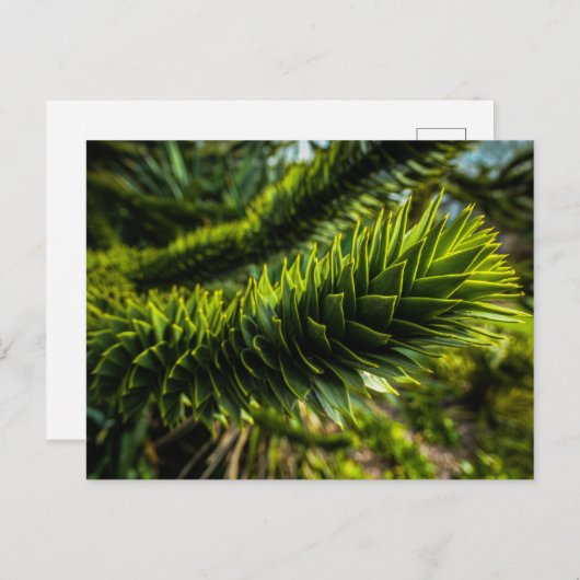 Monkey Puzzle Tree - Tree Fotografie Briefkaart (Voorkant / Achterkant)