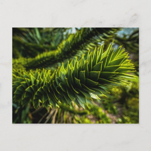 Monkey Puzzle Tree - Tree Fotografie Briefkaart (Voorkant)