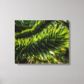 Monkey Puzzle Tree - Tree Fotografie Canvas Afdruk (Voorkant)