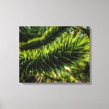 Monkey Puzzle Tree - Tree Fotografie