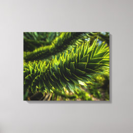 Monkey Puzzle Tree - Tree Fotografie Canvas Afdruk