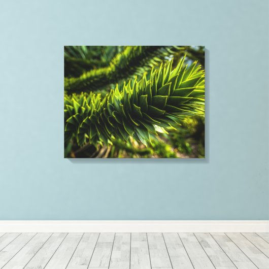 Monkey Puzzle Tree - Tree Fotografie Canvas Afdruk (Insitu (Houten vloer))