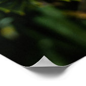 Monkey Puzzle Tree - Tree Fotografie Poster (Hoek)