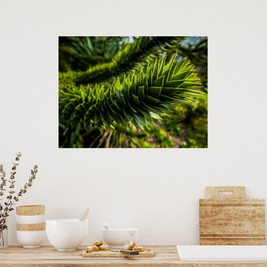 Monkey Puzzle Tree - Tree Fotografie Poster (Keuken)