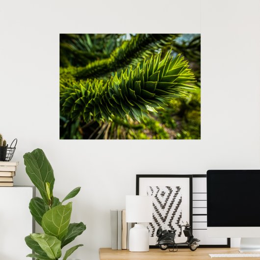 Monkey Puzzle Tree - Tree Fotografie Poster (Thuiskantoor)