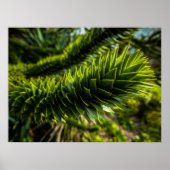 Monkey Puzzle Tree - Tree Fotografie Poster (Voorkant)