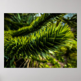 Monkey Puzzle Tree - Tree Fotografie Poster