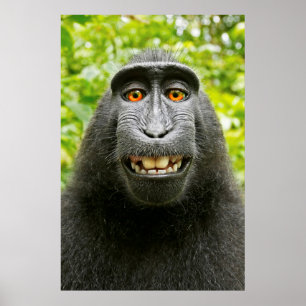 Monkey Selfie Poster