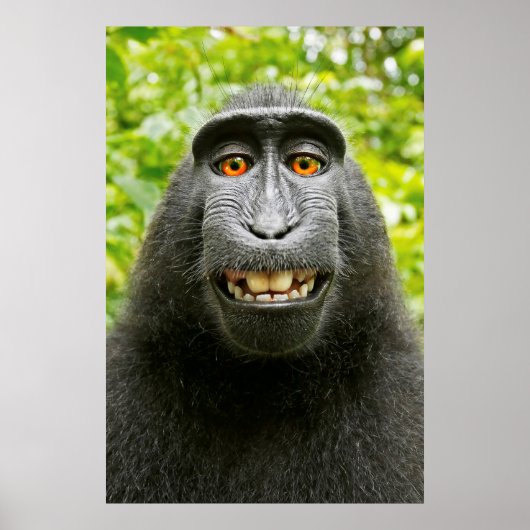 Monkey Selfie Poster (Voorkant)