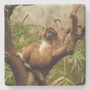 Monkey Square onderzetter