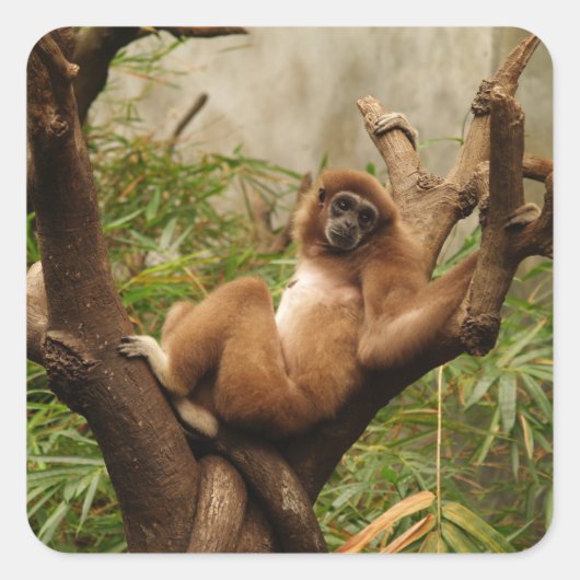 Monkey Square Sticker (Voorkant)