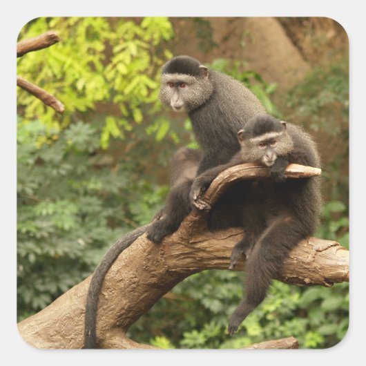Monkey Square Sticker (Voorkant)