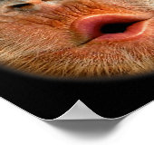 Monkey Stomach Funny Meme Cool Viral Video Poster (Hoek)