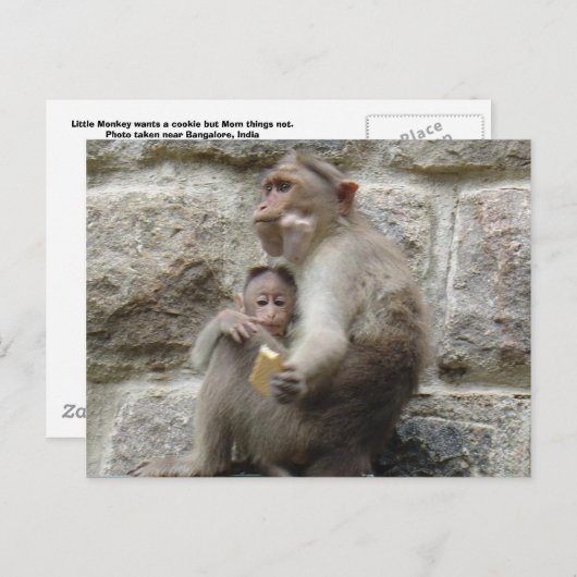 Monkey wil een koekje briefkaart (Voorkant / Achterkant)