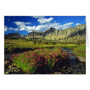 Monkeybloemen op Logan Pass in Glacier National