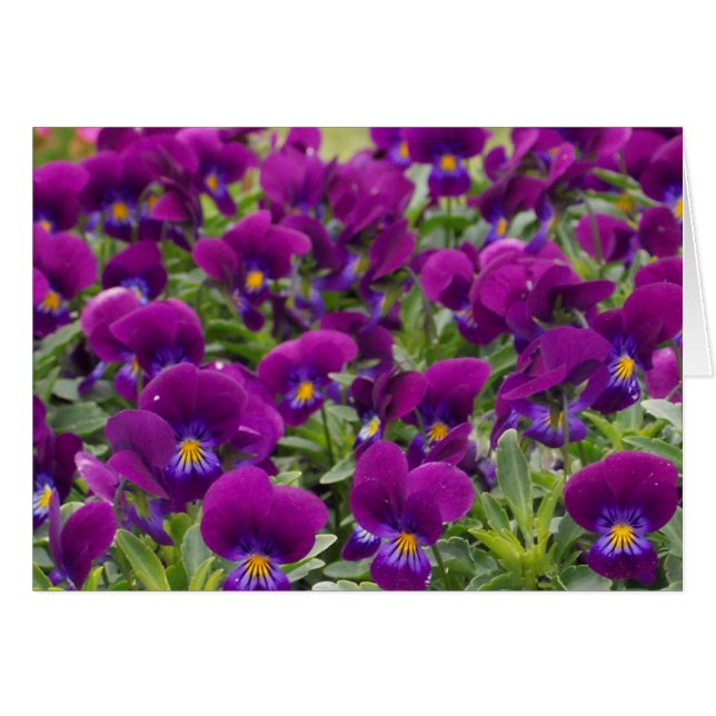 monkeyfaces (Voorkant Horizontaal)