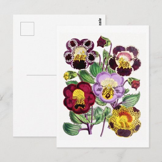 Monkeyflowers Vintage Botanical Postcard Briefkaart (Voorkant / Achterkant)