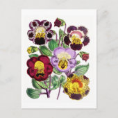Monkeyflowers Vintage Botanical Postcard Briefkaart (Voorkant)