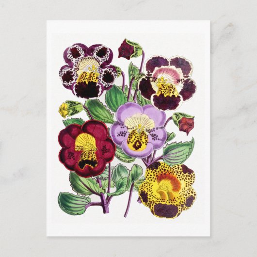 Monkeyflowers Vintage Botanical Postcard Briefkaart (Voorkant)