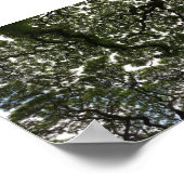 Monkeypodbladeren Poster (Hoek)