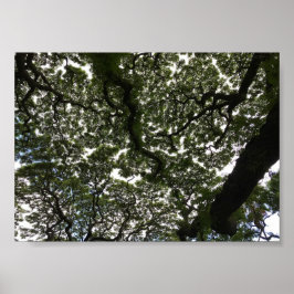 Monkeypodbladeren Poster