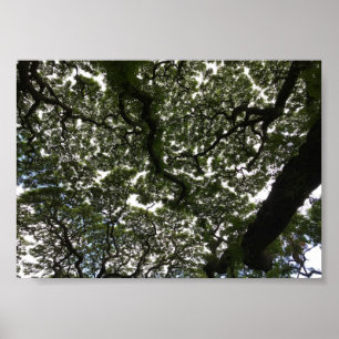 Monkeypodbladeren Poster