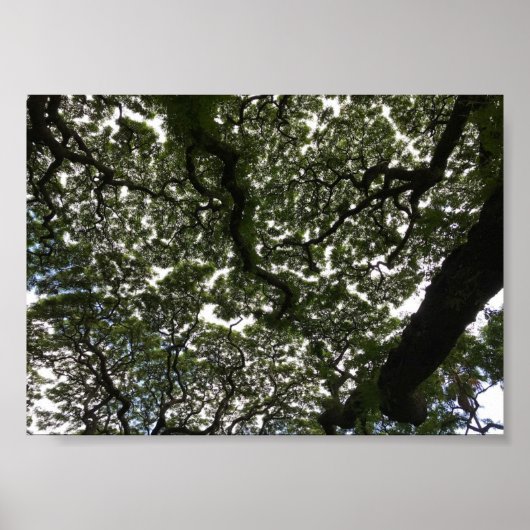 Monkeypodbladeren Poster (Voorkant)