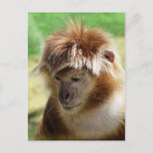 MONKEYS BRIEFKAART (Voorkant)