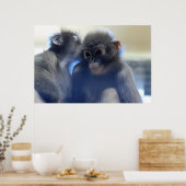 Monkeys Foto Poster (Keuken)
